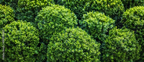 A boxwood background. An image from Copyspace.