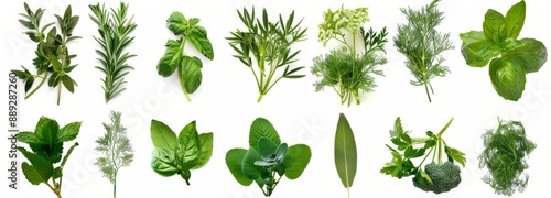 Produce a professional-grade image set featuring a variety of fresh summer herbs, each meticulously isolated with a transparent background and arranged flat.