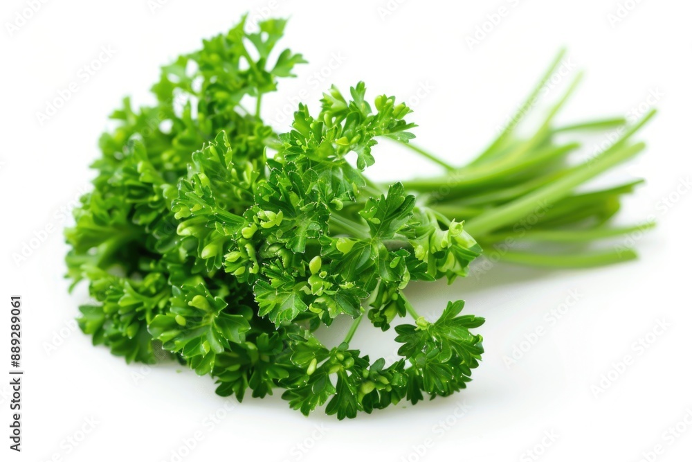 Parsley Seed. Agricultural Background of Dry Parsley Seeds on White Isolated Background Parsley Seed. Agricultural Background of Dry Parsley Seeds on White Isolated Background