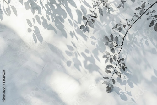 On white wall background, abstract natural tree leaves shadows are seen