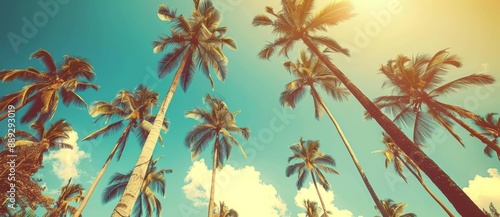 With tall palm trees looking up at the blue sky in the background