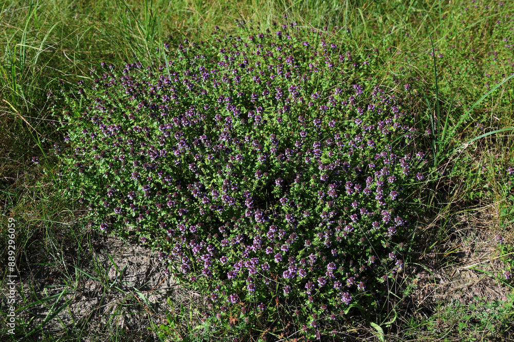 Obraz premium Medicinal and food herb Thymus serpyllum
