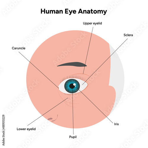Structure of human eye medical infographic optic iris Ophthalmic