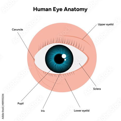 Structure of human eye medical infographic optic iris Ophthalmic