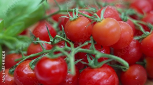 Wallpaper Mural Juicy Ripe Red Cherry Tomatoes Torontodigital.ca