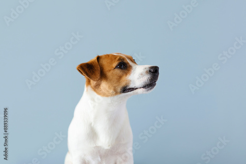 Foto Portrait of cute Jack Russell Terrier dog isolated on blue pastel background