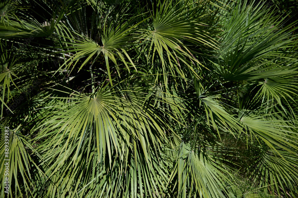 Lush tropical palm leaves in bright sunlight, creating a vibrant nature background Lush tropical palm leaves in bright sunlight, creating a vibrant nature background