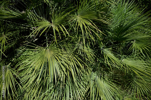 Fototapeta Naklejka Na Ścianę i Meble -  Lush tropical palm leaves in bright sunlight, creating a vibrant nature background