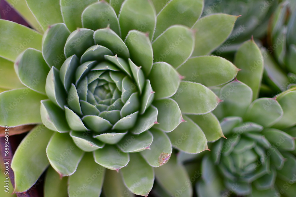 Hen and Chicks Succulent Plant Hen and Chicks Succulent Plant