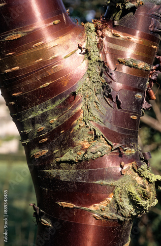 Prunus serrula 'Tibetica' , Prunier à écorce rouge photo