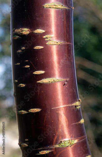 Prunus serrula 'Tibetica' , Prunier à écorce rouge photo