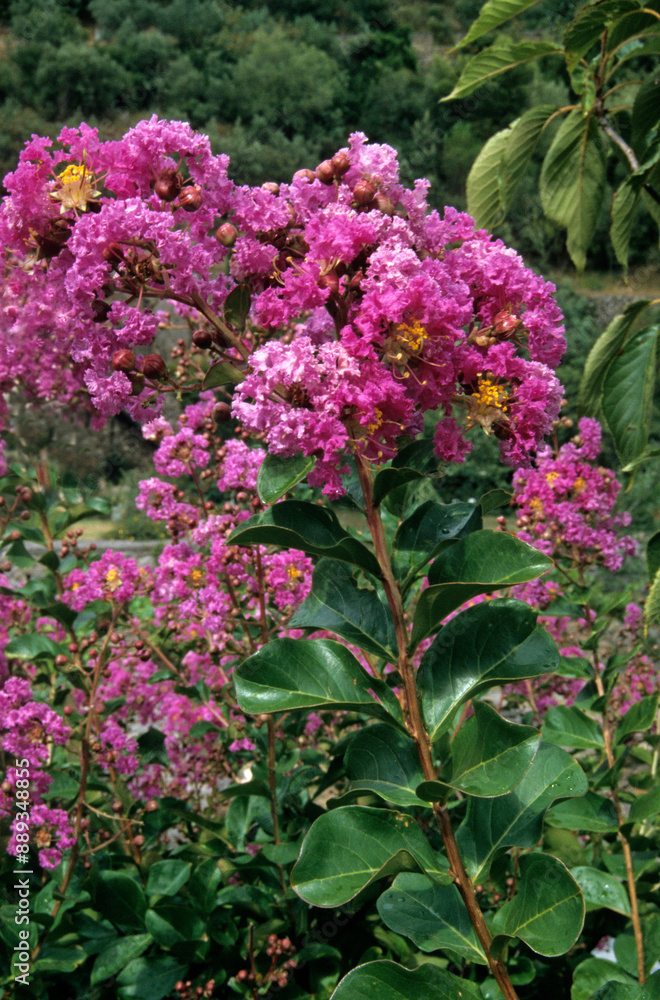 Obraz premium Lagerstroemia indica, Lilas des Andes