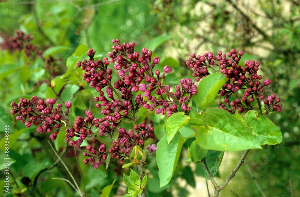 Syringa microphylla 'Sir Louis Spath' , Lilas Syringa microphylla 'Sir Louis Spath' , Lilas