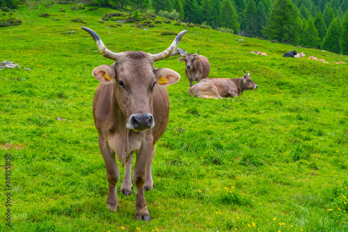 Wallpaper Mural Cows grazing in the high mountains. Cattle grazing freely.
 Torontodigital.ca