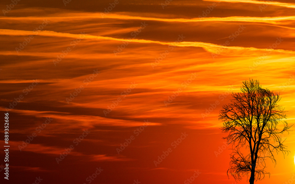 Fototapeta premium The clouds and the withered tree