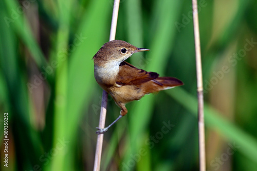 Common reed warbler // Teichrohrsänger (Acrocephalus scirpaceus) photo