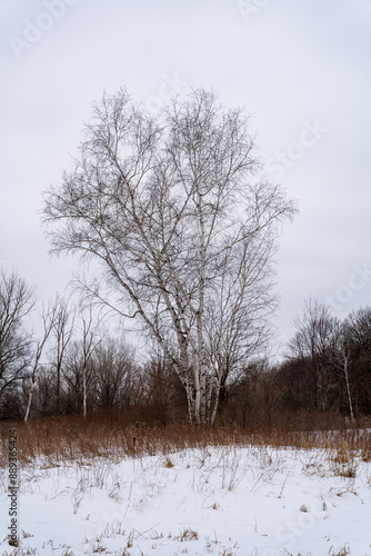 A frozen view of snow and trees at a local Minnesota park in winter.