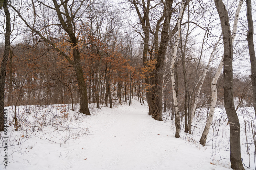 A frozen view of snow and trees at a local Minnesota park in winter. A frozen view of snow and trees at a local Minnesota park in winter.