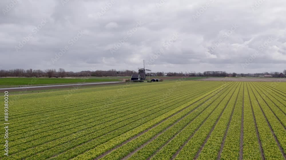 Aerial view of blooming daffodil fields with windmills under cloudy sky, 't Zand, North-Holland, Netherlands. Aerial view of blooming daffodil fields with windmills under cloudy sky, 't Zand, North-Holland, Netherlands.