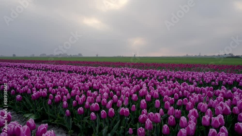 Aerial view of vibrant tulip field in Ursem, North-Holland, Netherlands. photo