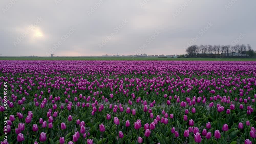 Aerial view of colorful tulip field in bloom, Ursem, North-Holland, Netherlands. Aerial view of colorful tulip field in bloom, Ursem, North-Holland, Netherlands.