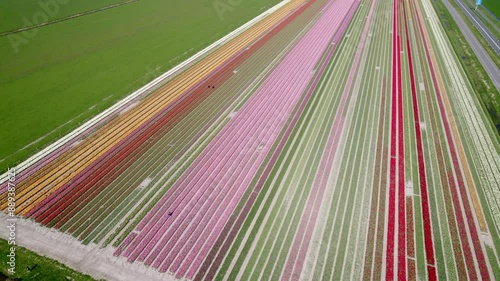 Aerial view of vibrant tulip fields in bloom, Opmeer, North-Holland, Netherlands. photo