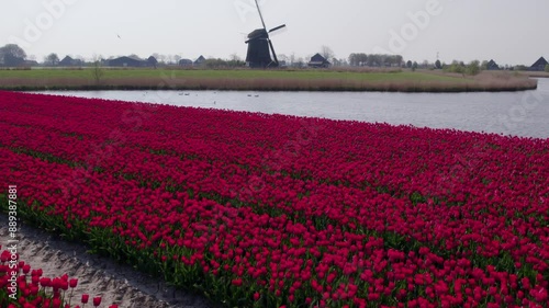 Aerial view of blooming tulip fields with windmills and meandering river, Hoogwoud, North-Holland, Netherlands. photo