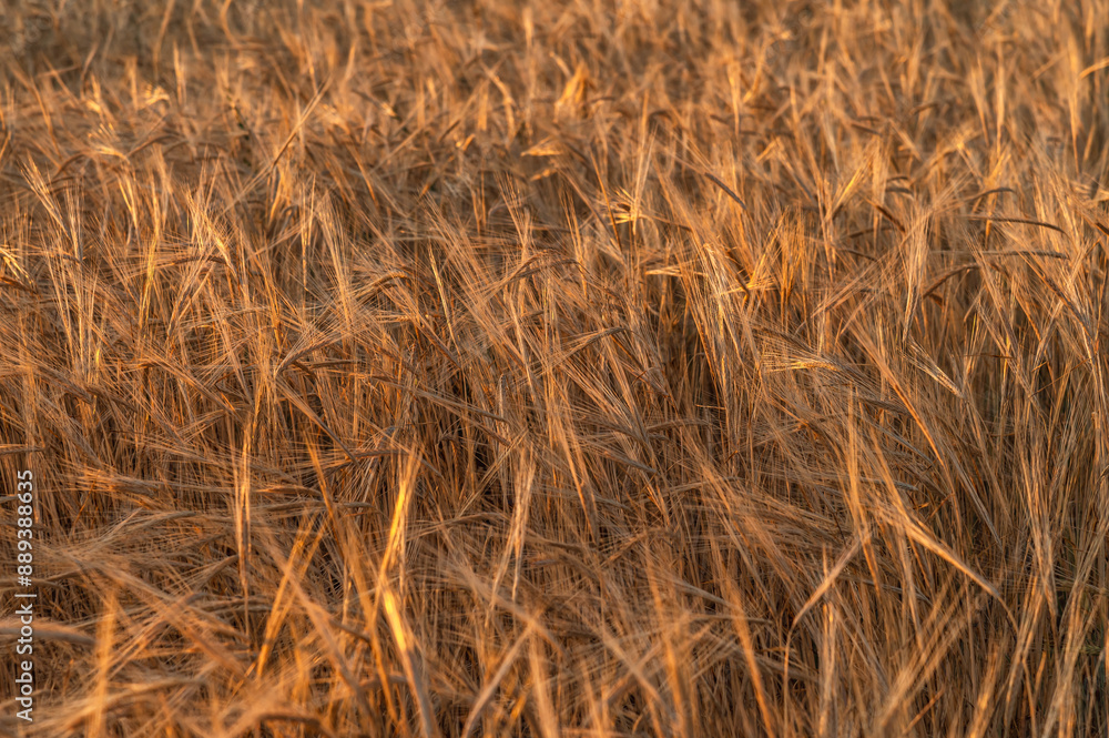 Natural background of a field with ripe wheat. Natural background of a field with ripe wheat.