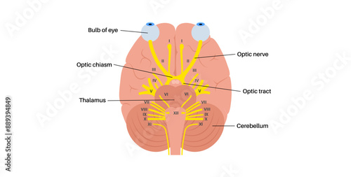 Optic nerve anatomy