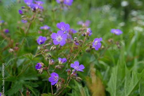 Wiesen-Storchschnabel (Geranium pratense),  Blaues Schnabelkraut, Storchschnäbel (Geranium), Storchschnabelgewächse (Geraniaceae), Blume, Pflanze, lila, green, blühen, schönheit, flora  photo