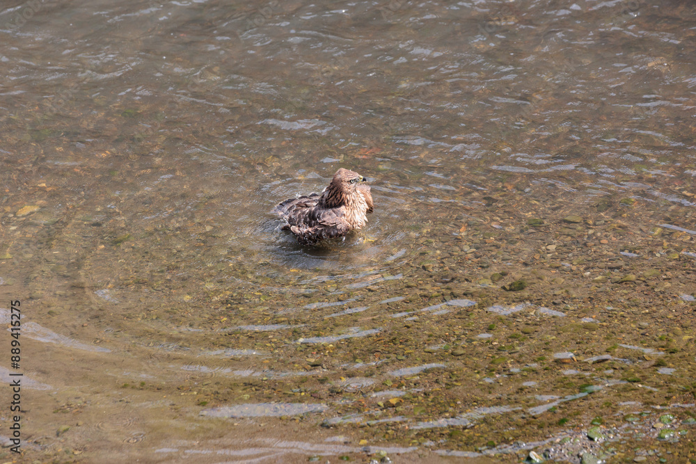 Fototapeta premium 猛暑の中で川に降りて水浴びをしている大鷹の幼鳥