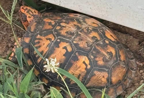 turtle on the grass photo