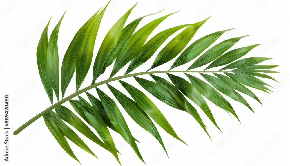 A palm leaf, tropical greenery, flat design, isolated on white background A palm leaf, tropical greenery, flat design, isolated on white background