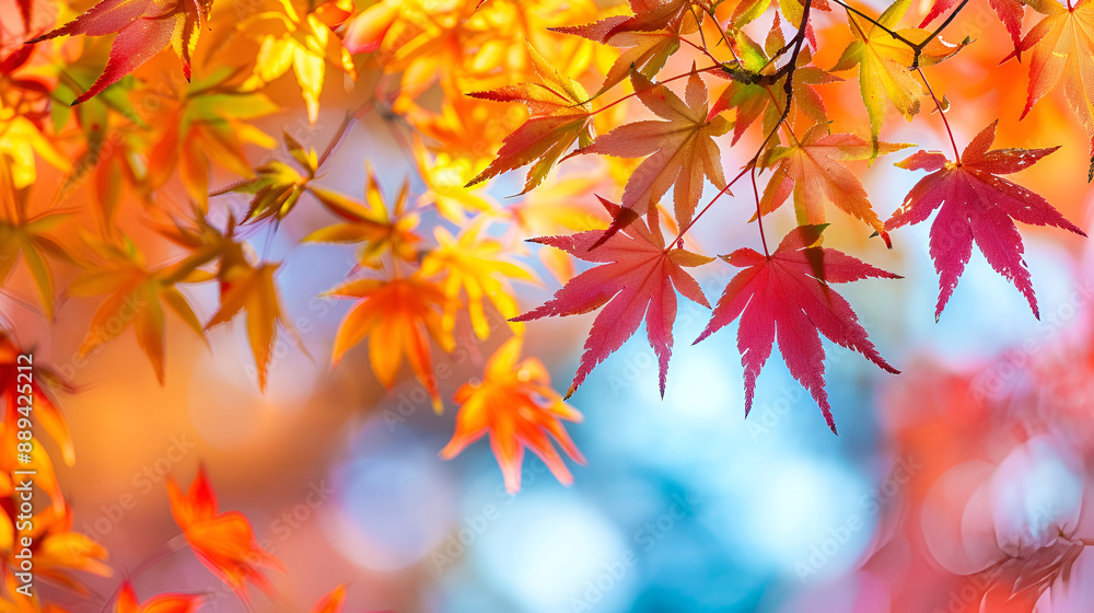 colorful fall foliage in sunny day , beautiful autumn landscape background ,Beautiful maple leaves in autumn sunny day colorful fall foliage in sunny day , beautiful autumn landscape background ,Beautiful maple leaves in autumn sunny day