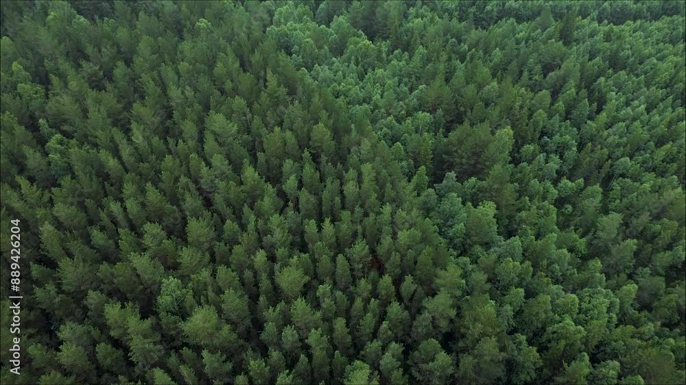 Aerial view of colourful dark fir forest and woodlands. The camera spins and moves away from the forest Aerial view of colourful dark fir forest and woodlands. The camera spins and moves away from the forest