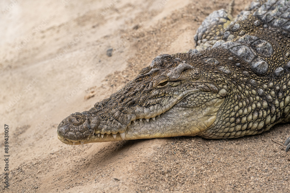 Fototapeta premium Close-up shot of crocodile's head resting in the shade
