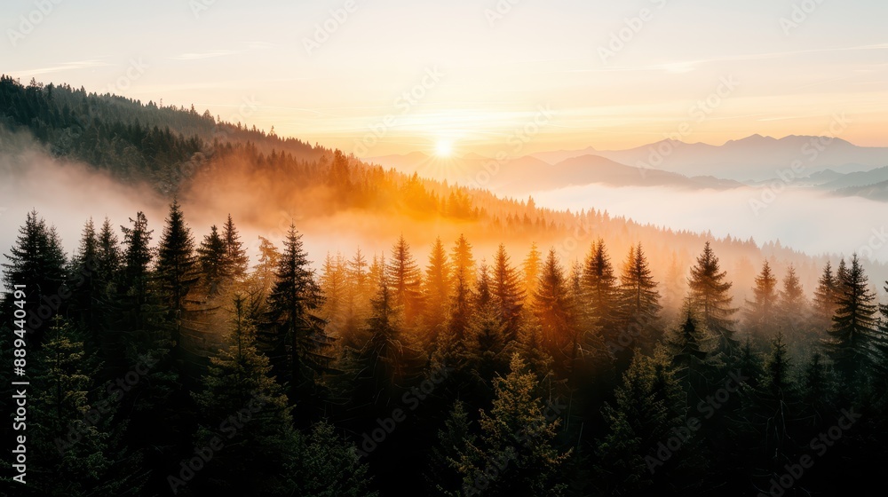 Fototapeta premium A captivating landscape image displaying the golden sunlight spilling over a fog-covered pine forest during sunrise, evoking a sense of peace and tranquility.