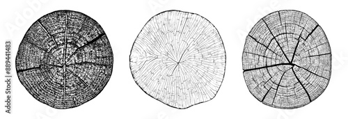 Set cross section of wood texture. Tree rings. Cut slice of wooden print isolated on white. Textured surface with rings and cracks. Background made of hardwood from the forest. Vector EPS 10.	
