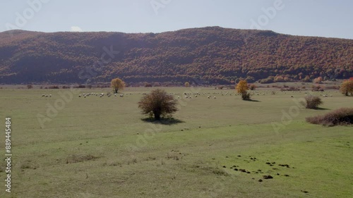 Aerial view of sheep grazing in meadow with rolling hills and trees, Grabusic, Lika-Senj, Croatia. photo