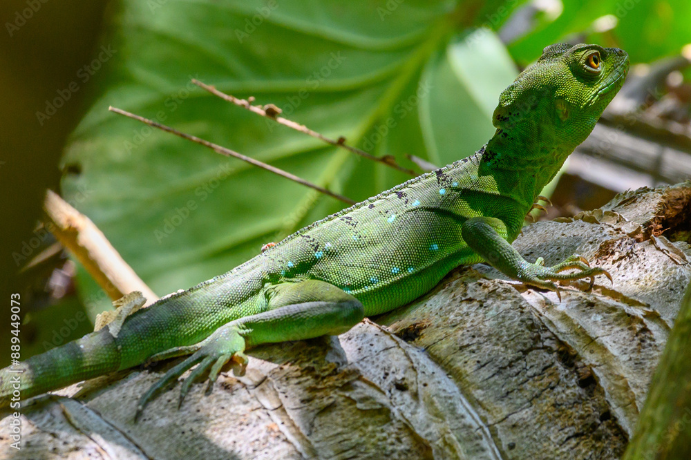 Stirnlappenbasilisk Stirnlappenbasilisk