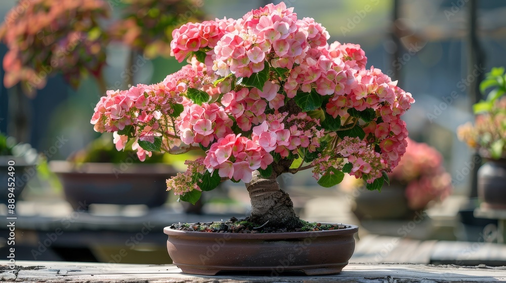 Vibrant hydrangea bonsai tree with pink flowers in a sunny garden Vibrant hydrangea bonsai tree with pink flowers in a sunny garden