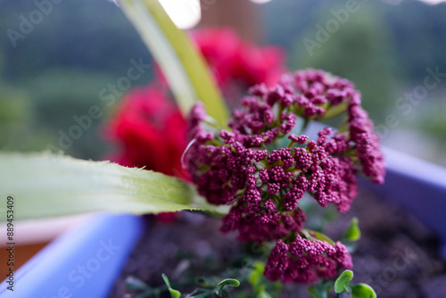Close up of a purple flower.