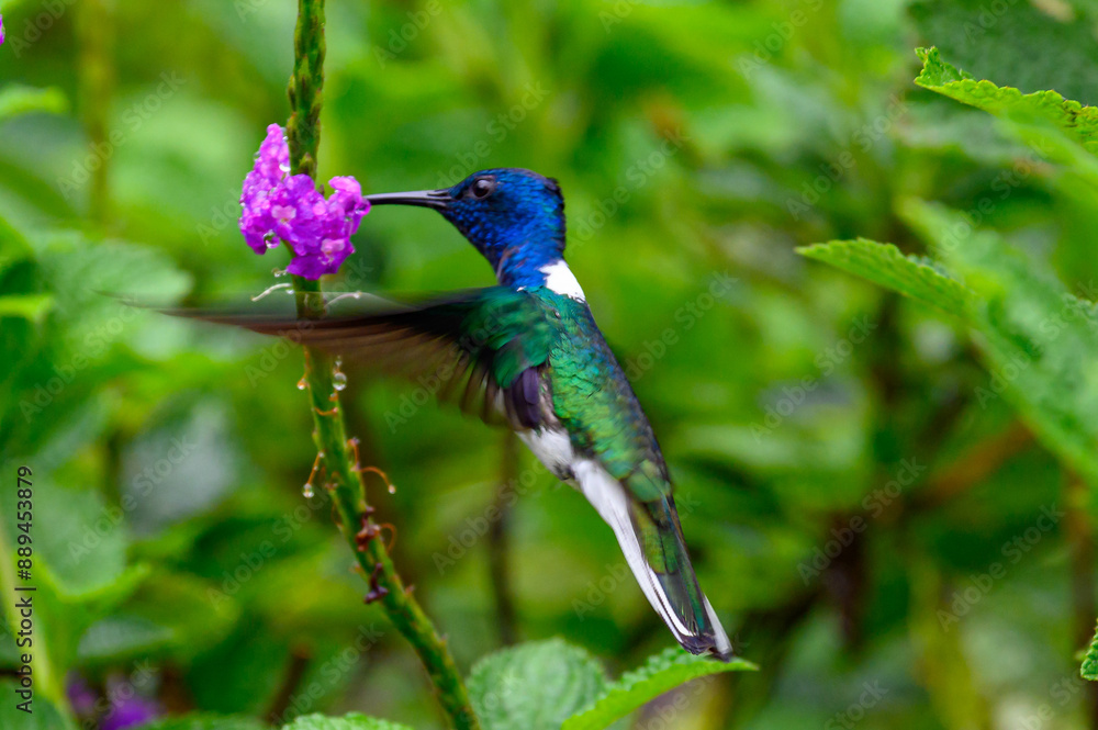 Fototapeta premium Kolibri