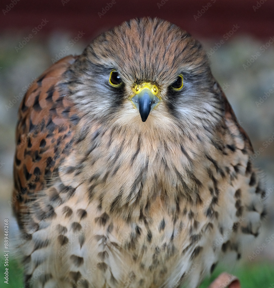 The term kestrel is the common name given to several species of predatory birds from the falcon genus Falco. The term kestrel is the common name given to several species of predatory birds from the falcon genus Falco.