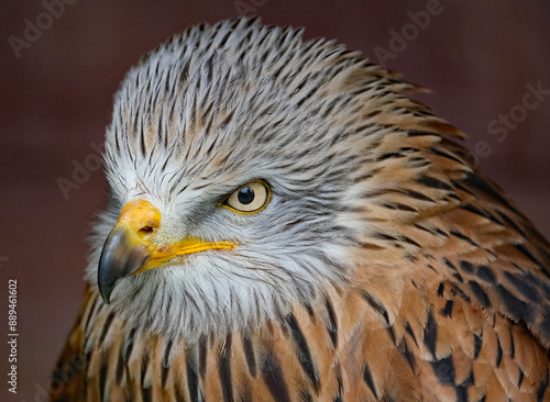 The red kite is a medium-large bird of prey in the family Accipitridae, which also includes many other diurnal raptors such as eagles, buzzards, and harriers. photo