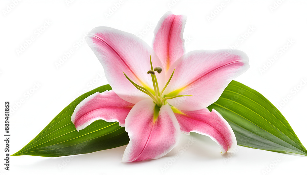 Fototapeta premium Pink Lily Flower With Green Leaf On White Background