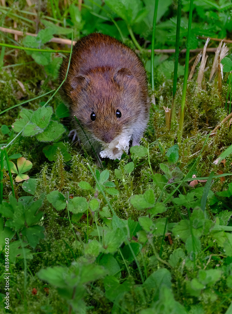 The common vole is a European rodent. The common vole is a European rodent.