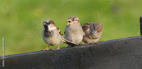 The house sparrow is a bird of the sparrow family Passeridae, found in most parts of the world. It is a small bird that has a typical length of 16 cm and a mass of 24–39.5 g.