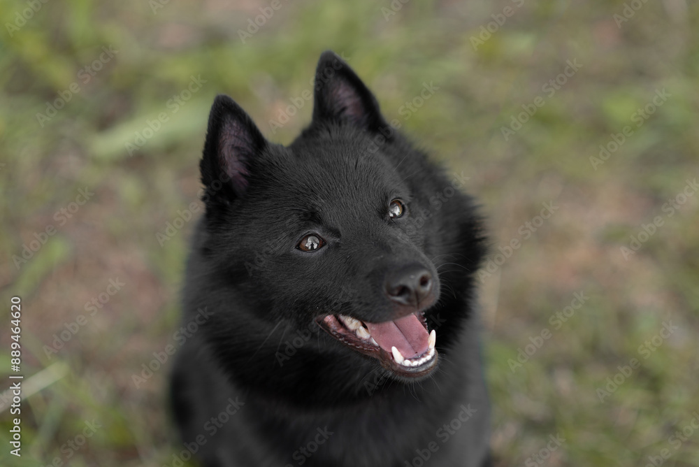 black schipperke dog sitting on lawn with green grass in sunny summer day, tongue out, dogwalking concept black schipperke dog sitting on lawn with green grass in sunny summer day, tongue out, dogwalking concept