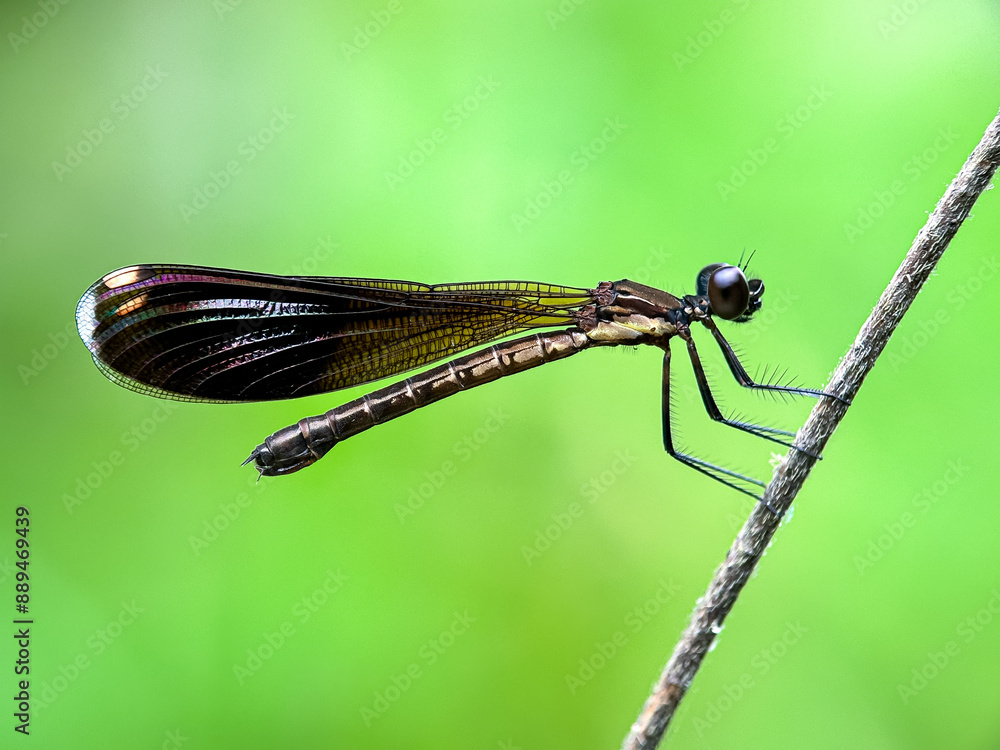 Close up dragonfly, pink stone dragonfly, capunb on a twig Close up dragonfly, pink stone dragonfly, capunb on a twig